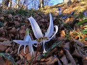 Alla Madonnina del Costone con Corna Bianca e con tanti fiori da Salmezza-3apr23 - FOTOGALLERY